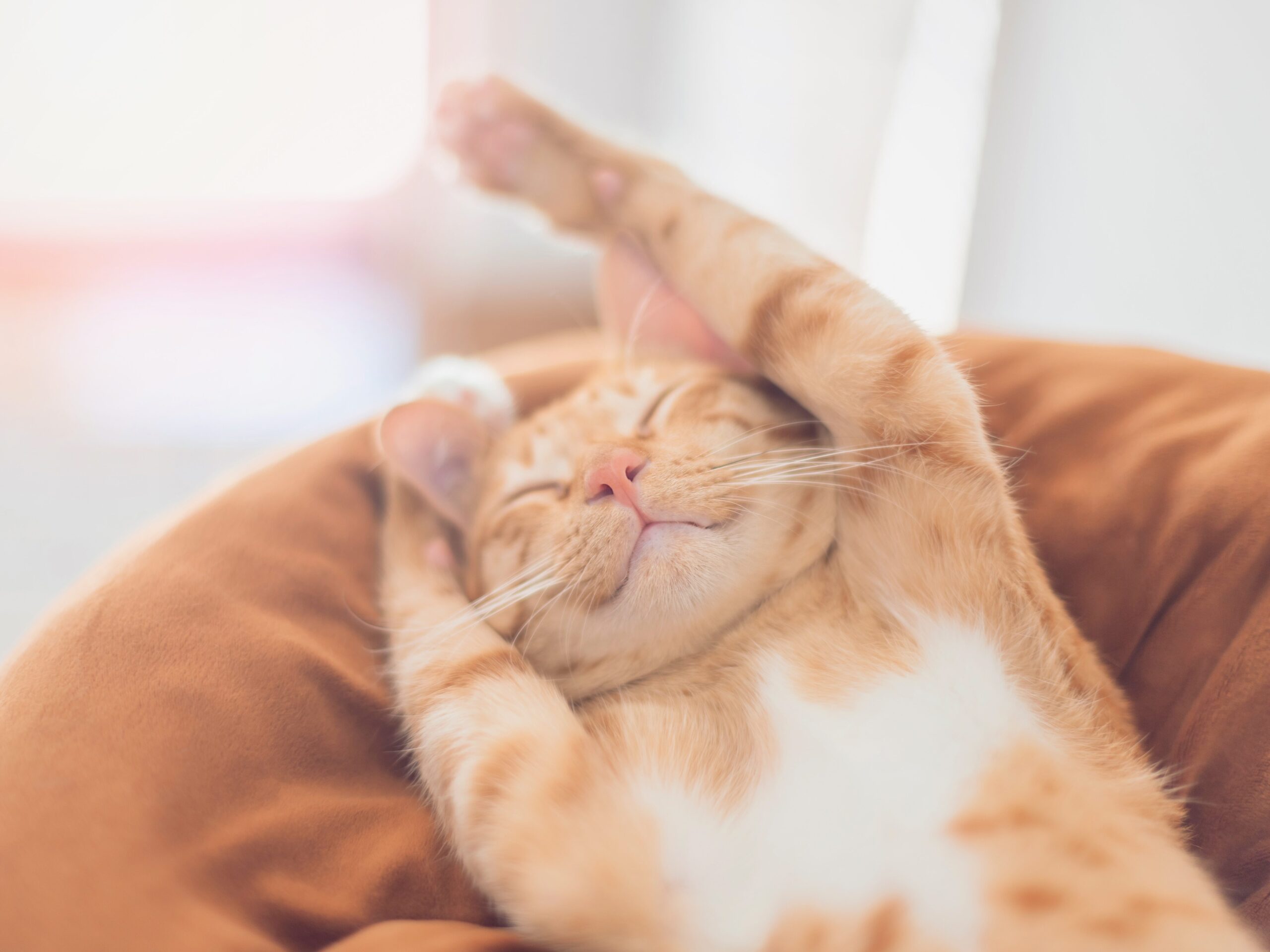 Cat sleeps in cat hotel
