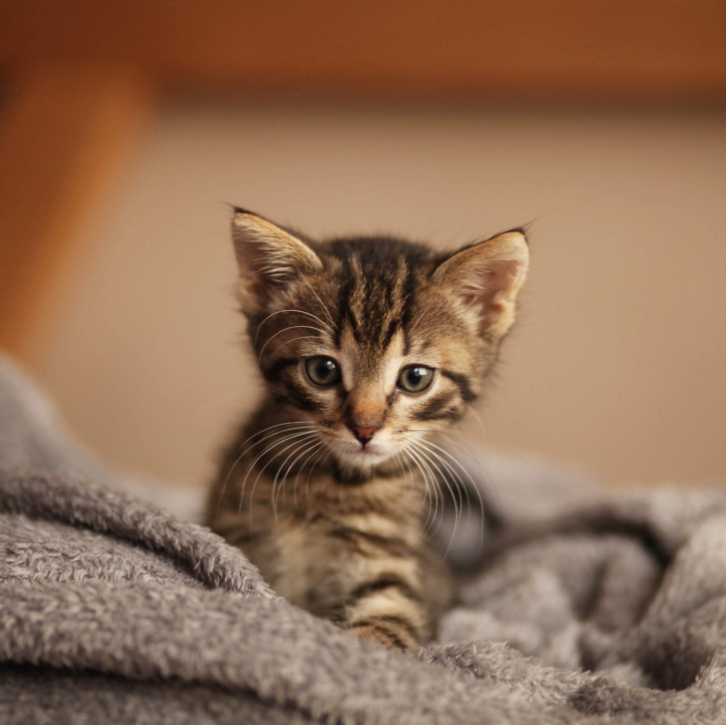 Een gestreept kitten ligt heerlijk op een deken